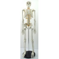 Medium Size Human Skeleton